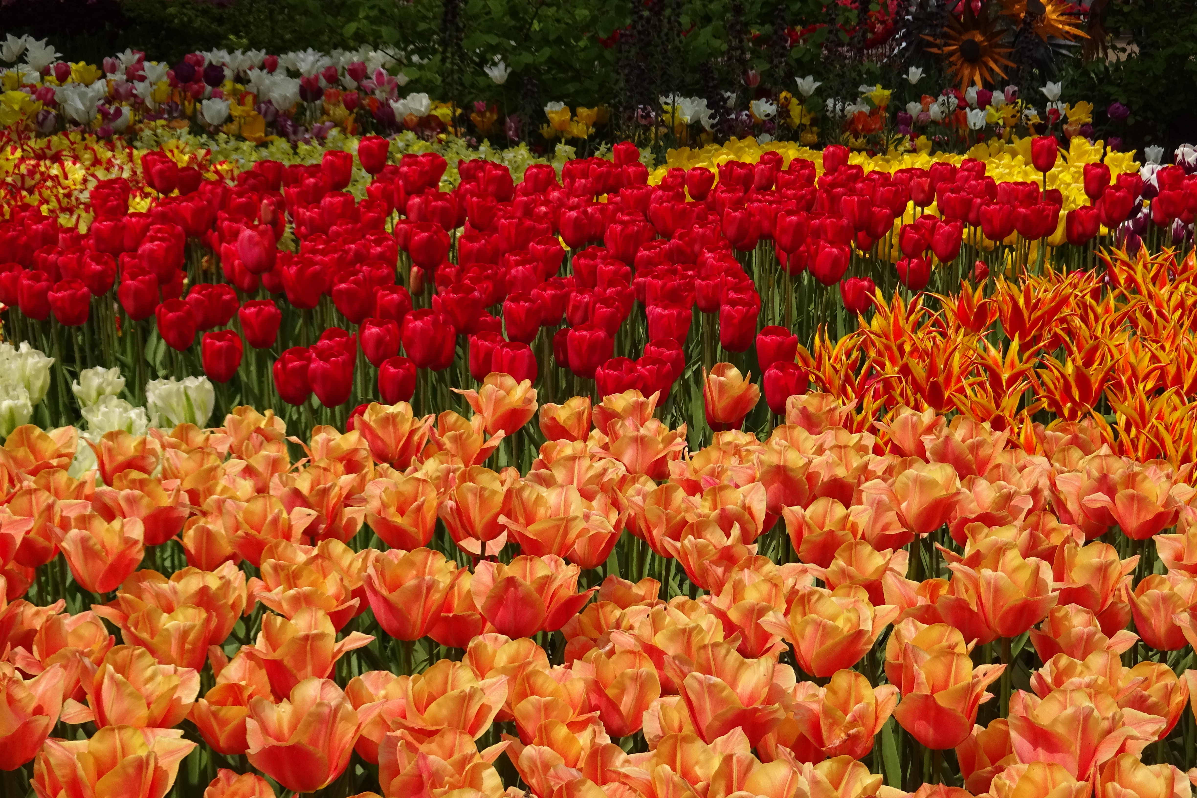 cores do Parque das tulipas na Holanda