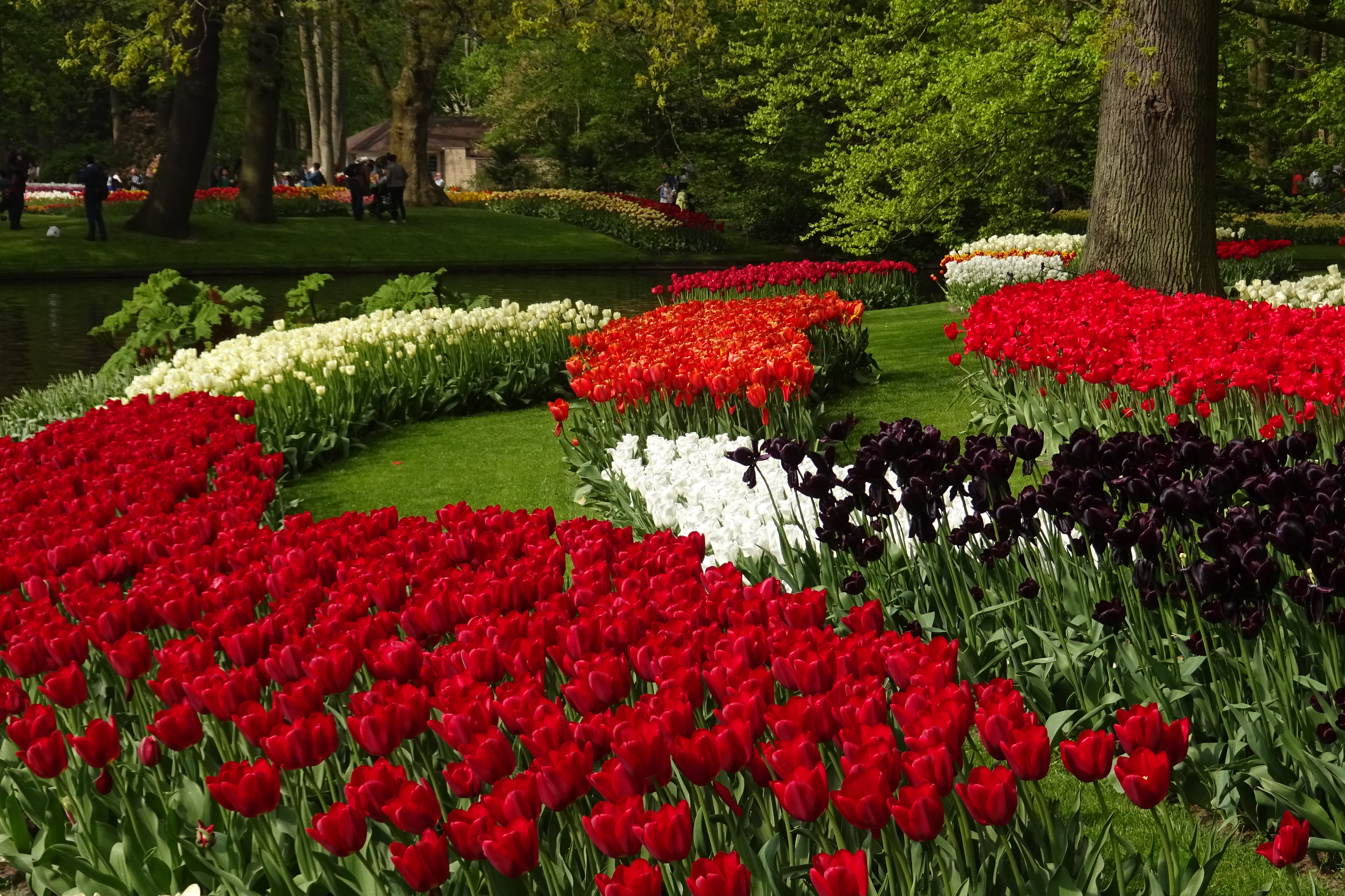 Parque das tulipas na Holanda