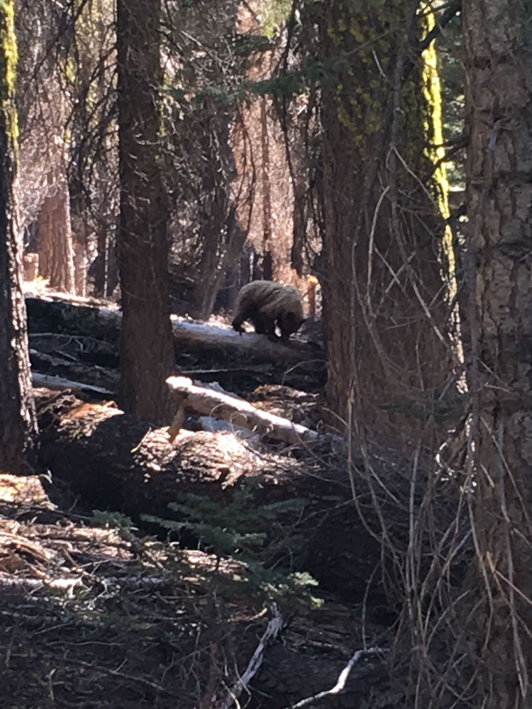 Parque Nacional de Yosemite