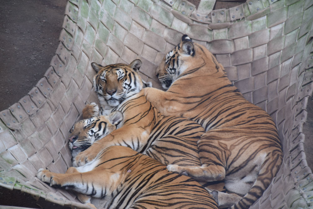 Tigres no zoológico do Beto Carrero. Conheça outras atrações do parque nesse post!