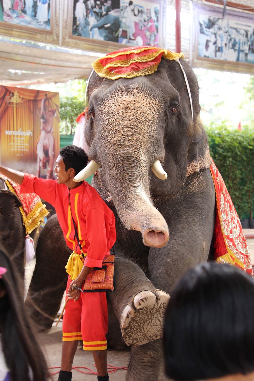 Os shows com elefantes na Tailândia não são legais e devem ser evitados! Faça turismo responsável e não apoie exploração dos animais! Conheça mais sobre no post!
