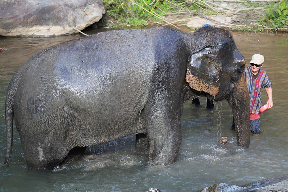 Descubra porque você não deve montar nos elefantes na Tailândia e como conhecer esses animais de maneira responsável no post!