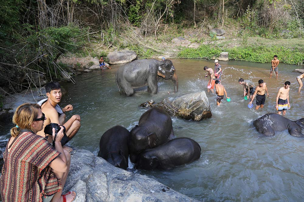 Descubra como conhecer os elefantes na Tailândia de maneira responsável nesse post!