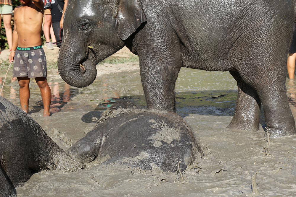 Descubra porque você não deve montar nos elefantes na Tailândia e como visitar esses animais de maneira responsável no post!