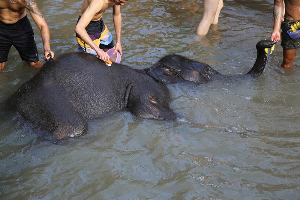 Descubra como conhecer os elefantes na Tailândia de maneira responsável no post!