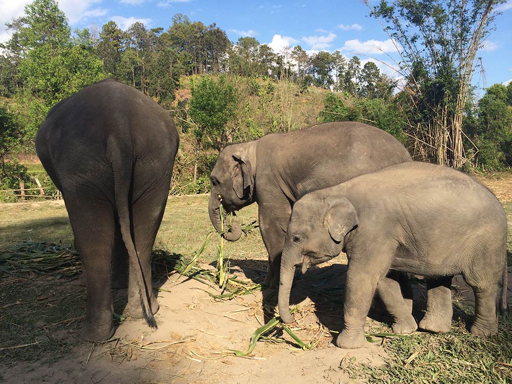 Descubra nesse post porque você não deve montar nos elefantes na Tailândia e como vistar esses animais de maneira responsável!