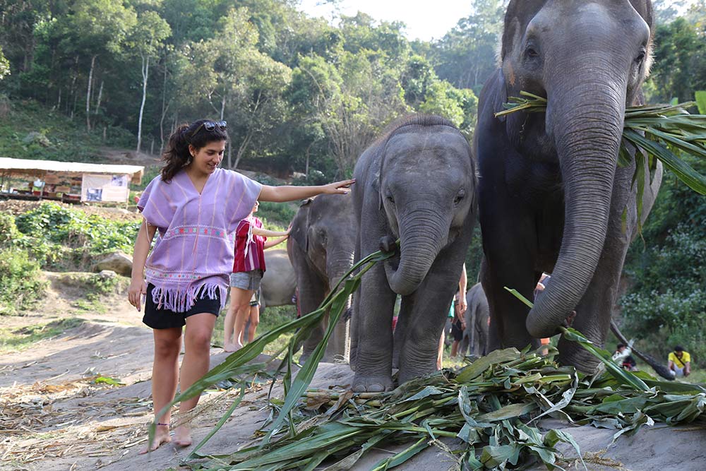 Descubra nesse post os melhores lugares para conhecer elefantes de maneira responsável na Tailândia!