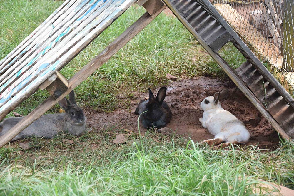 A Fazenda Capoava é cheia de coelhos e outros animais, ótimo para crianças que estão acostumadas a ficar dentro de apartamento! Conheça mais sobre esse hotel incrível pertinho de São Paulo no post!