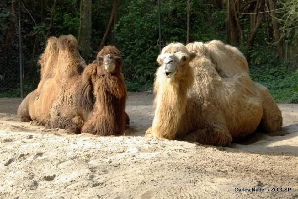 Zoo São Paulo